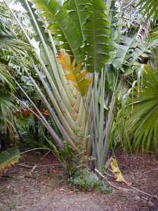 Island Palm